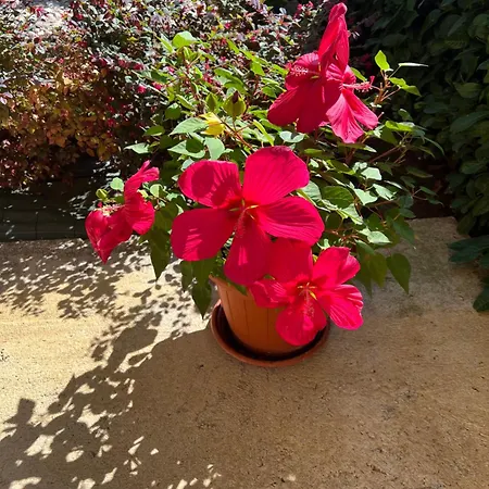 Apartamento Assisi, La Noce Asís