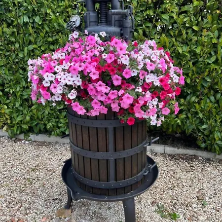 Assisi, La Noce * Asís