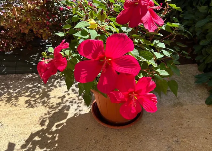 Апартаменты Assisi, La Noce Ассизи